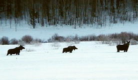 Resident moose taking a snowy stroll in the Fraser Valley